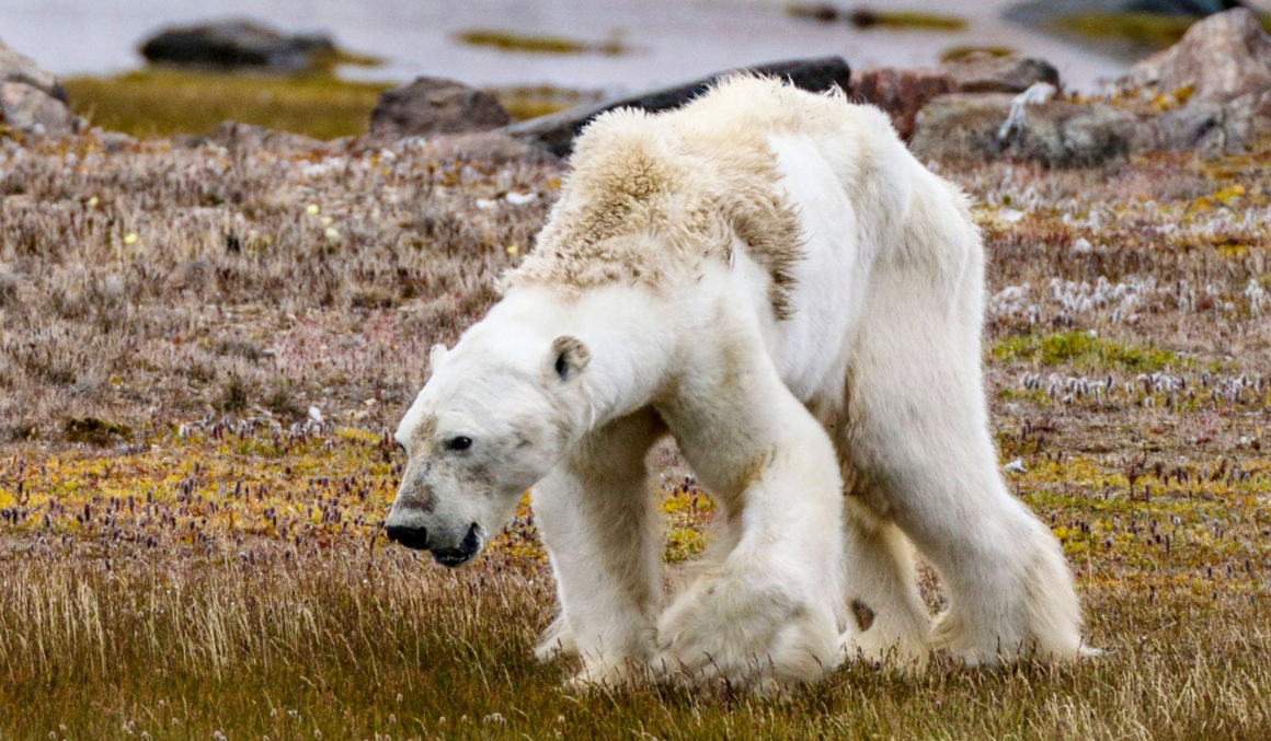 Oso Polar En Peligro De Extinci N Chismes Today