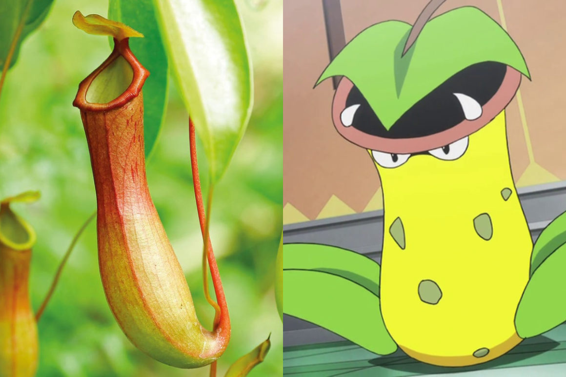 Pokemones en la vida real!!, Conoce las plantas que inspiraron al Pokémon  Victreebel! plantas carnívoras en la vida real, By Antigua Exotic Garden -  Pachamama Exóticas